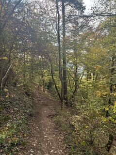 Foto von Wanderelch entlang der Tour