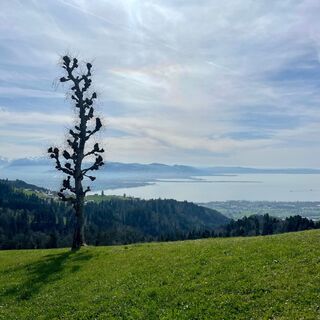 Traumblick auf den Bodensee