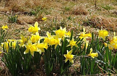 Narzissenblüte im März/April