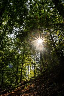 Wald-Amphitheater-Weg