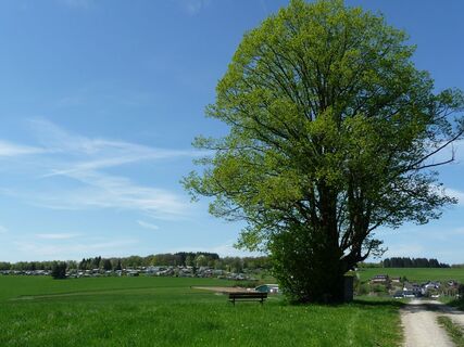 der "heilige Baum"