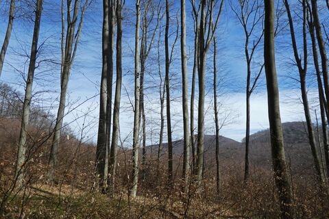 Weidlingbach - Steinriegl – Windischhütte