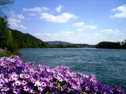 Blüten am Rheinufer