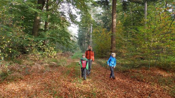 Wanderer im farbenfrohen Forst Eichholz im Herbst