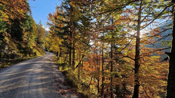 Ausblick in den bunten Herbstwald