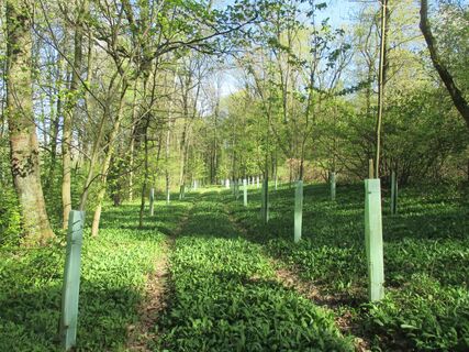 Weg zum Michelberg