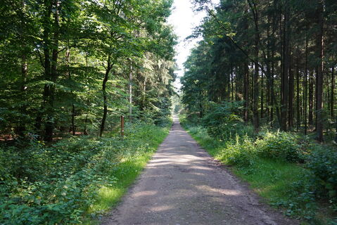 Waldlehrpfad im Forst Elm
