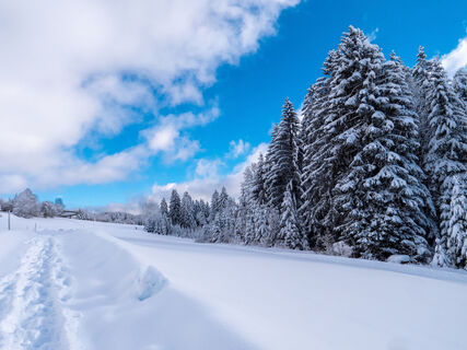 Hochmoor im Winter