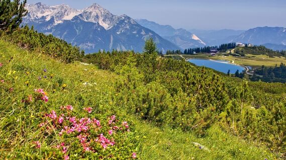 Speicherseeblick mit Almrosen