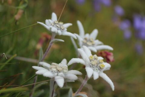 edelweiss-sommer-c-schneider-hansjoerg.jpg