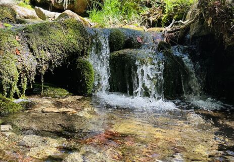 Fotografija s spletne strani Natur_erleben_dg na poti
