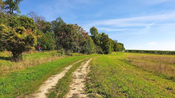 Feldweg parallel zur Straße
