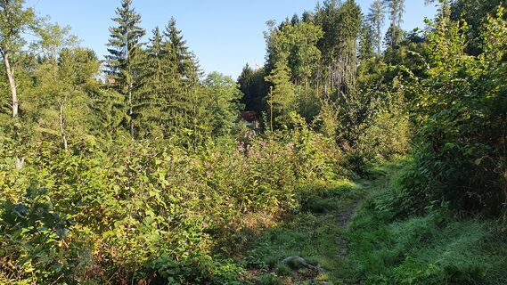 Wald entlang der Visnitz bei Hagenberg