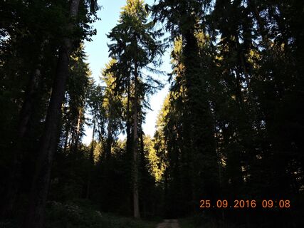 Jura Tannen