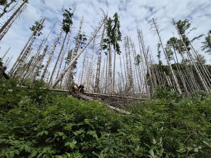 Photo de Silkrie ?✌️ le long du parcours