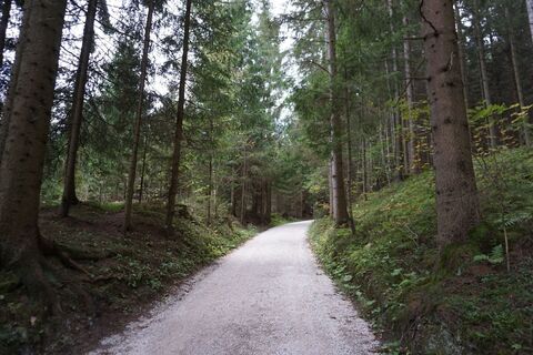 Breiter Schotterweg durch den Wald
