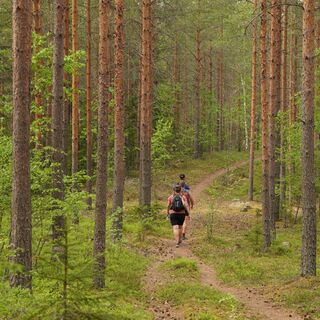 Ein Kiefernwald umgibt die Wandernden auf dem Harjupolku.