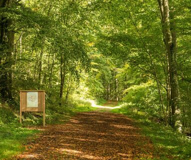 Weg Richtung Aremberg