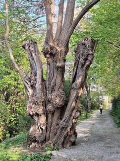 Fotografija s spletne strani Mimi na poti