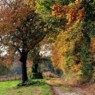 Wanderweg bei Diedelsheim