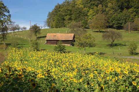 Sonnenblumen Saßtal