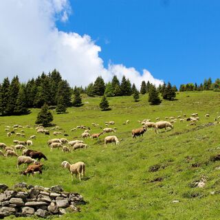 Weisen unter Cima Avez