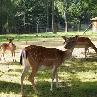 Das Tiergehege der Stadt Greiz