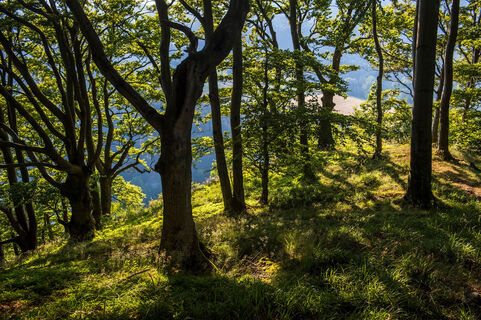 Laubwald bewachsener Gipfel