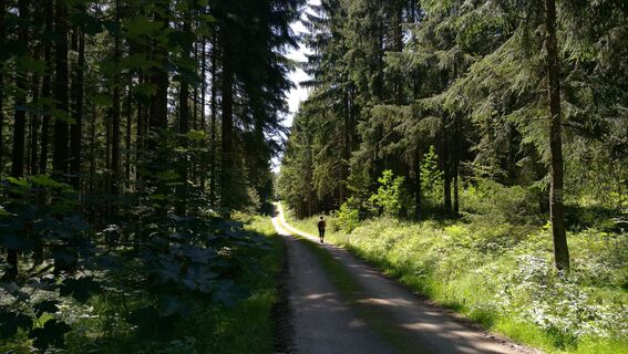 Rund um den Vogelberg bei Wurzbach