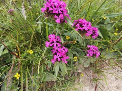 blumenundkrauterweg-wandern-c-dezordo-desiree.jpg
