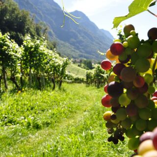 Mitten durch die Rebberge bei Tscherlach
