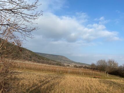 Weinberge bei Winzendorf