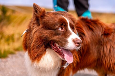 Hund beim Wandern