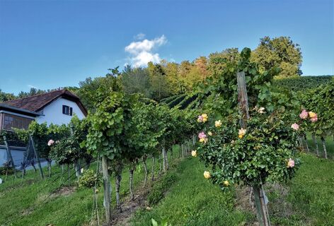 Weingärten bei Hofkirchen, Apfelland-Stubenbergsee in der Oststeiermark