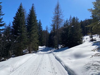 Waldweg nach Serfaus