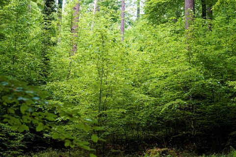 Intensiv grüner Wald