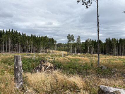 Photo de Jako Koel le long du parcours