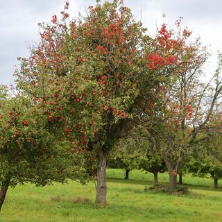 Streuobstwiesen