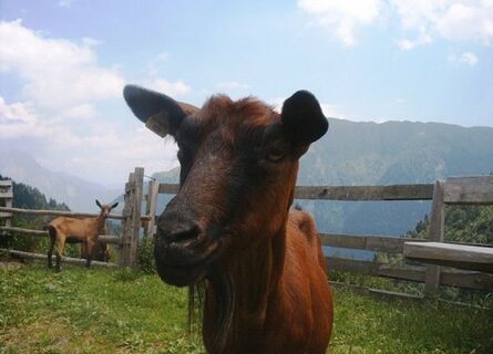 Bilder von der Frondell-Alm