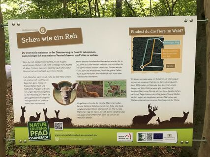Scheu wie ein Reh - Erklär-Tafel