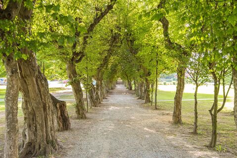 Baumallee Schlosspark_NUP Pöllauer Tal_Oststeiermark