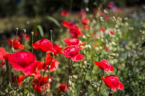 Mohnblumenwiese