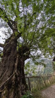 Photo de Pfefferam le long du parcours