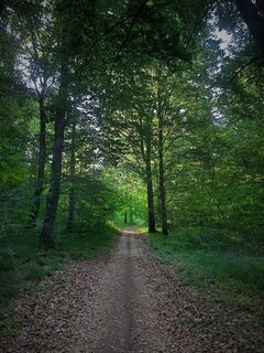 Forêt de Rothonne in Belley