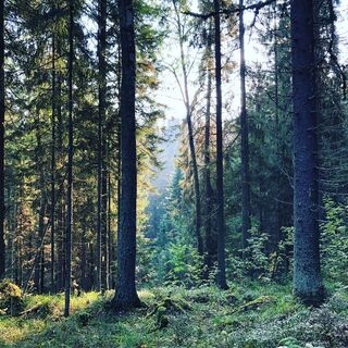 Beeindruckende Höhenunterschiede der Syrjänsuppi-Schluchten