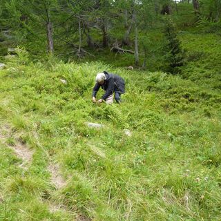 Heidelbeerfelder am Aufstieg zur Alpe