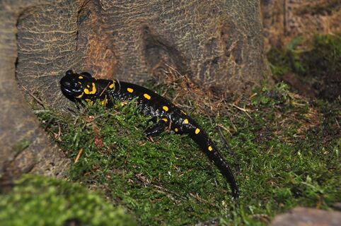 Feuersalamander im Naturpark-Haus