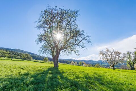 Streuobstwiese_NUP Pöllauer Tal_Oststeiermark