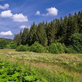 Natur im Schwarzbachtal