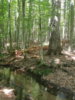 Photo de Waldläufer le long du parcours